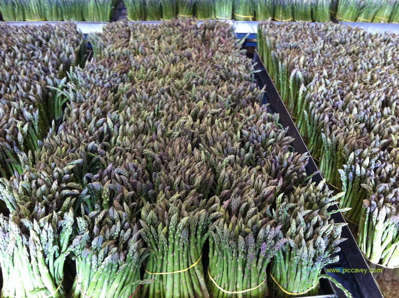Asparagus Grown in Granada Poniente Granadino