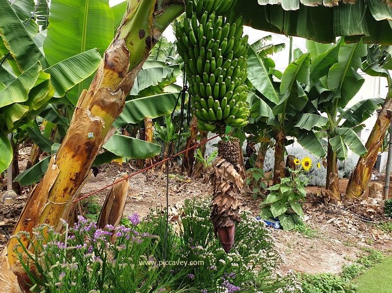 Bananas Growing Tenerife Food