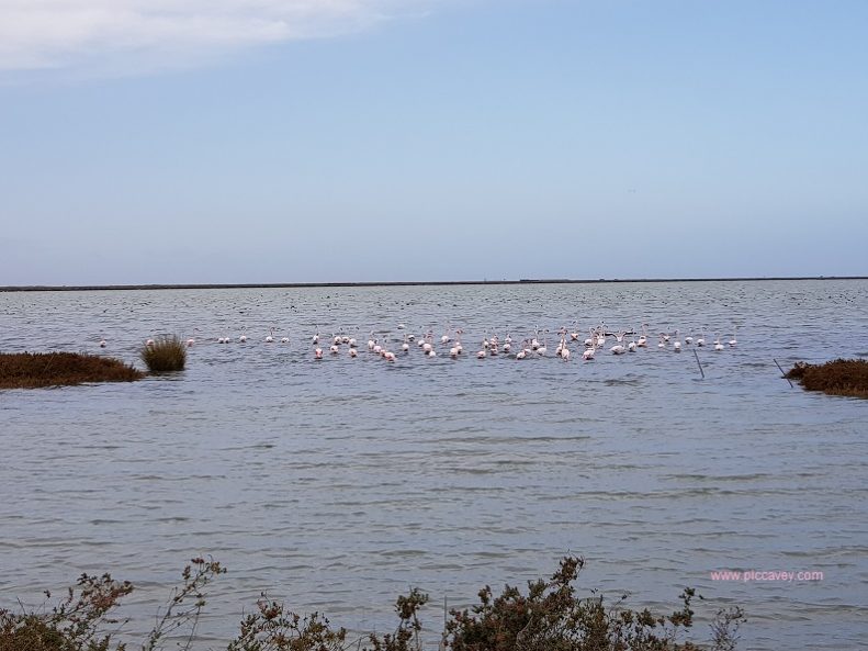 Flamingos Doñana Huelva by piccavey