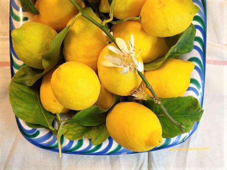 Lemons in Andalucia Spanish Fruit