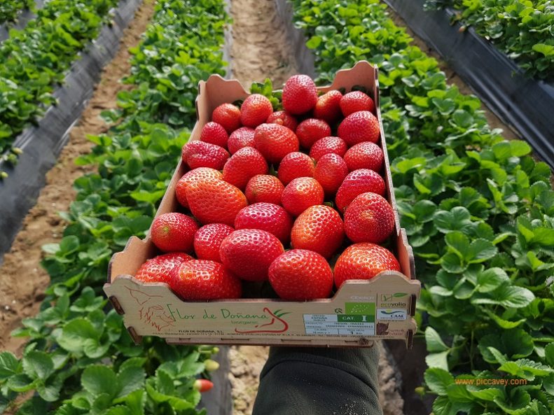 Organic Spanish Strawberries