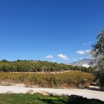 Granada Wine: A Definitive Guide D.O Vinos de Calidad de Granada