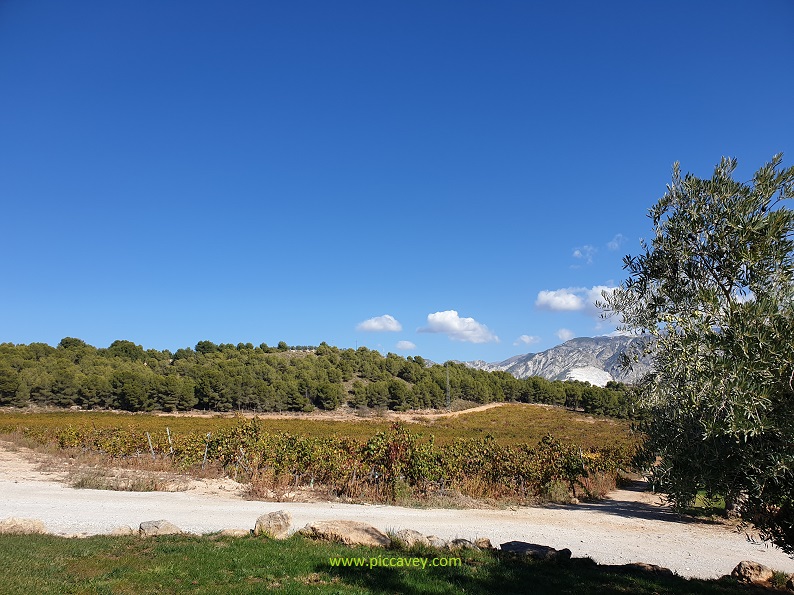 Visiting Granada Vineyard in Andalucia