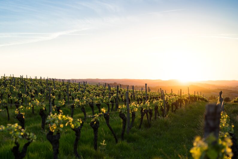 Best Europe Wine Regions