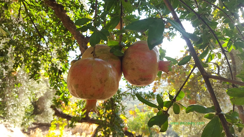 autumn dishes pomegranate in granada